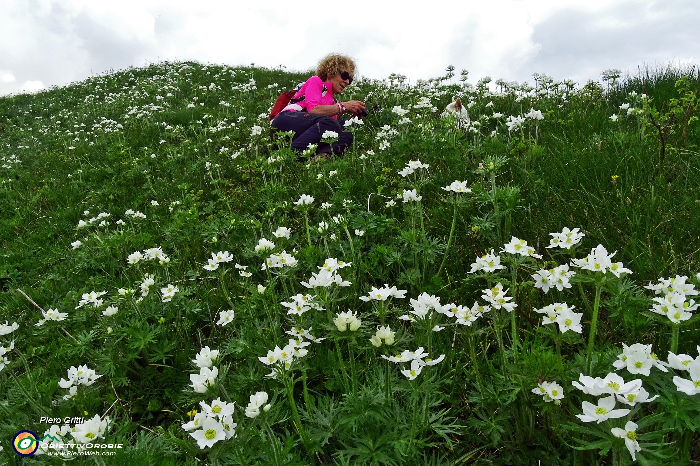 76 Cimetta imbiancata di anemoni narcissini !.JPG -                                